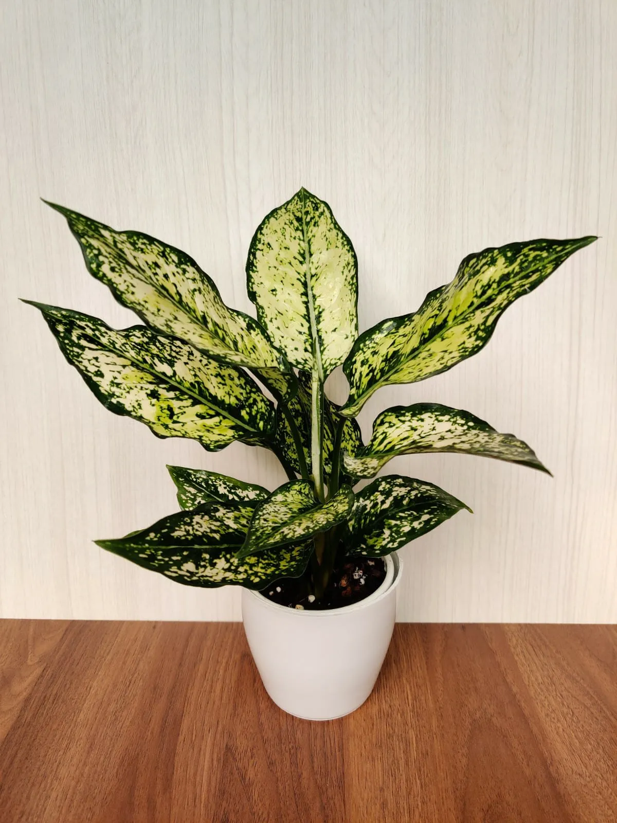 Aglaonema Snow White Plant