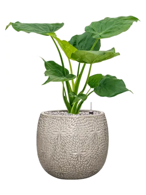 Alocasia cucullata in Marly Office Plant With Pot 68cm Height 23cm Dia