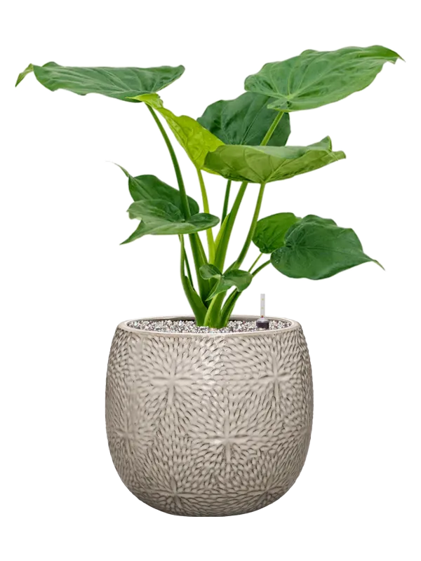 Alocasia cucullata in Marly Office Plant With Pot 68cm Height 23cm Dia