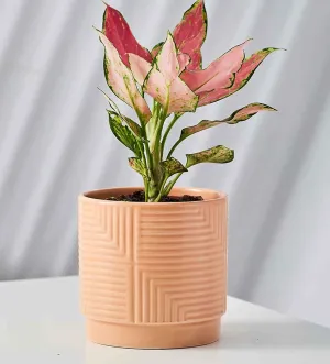 Soft Pink Geometric Ceramic Planter - Modern Embossed Design